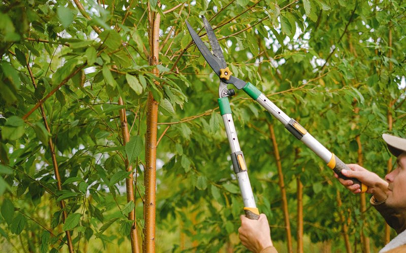 Tree trimming in Anvik, AK